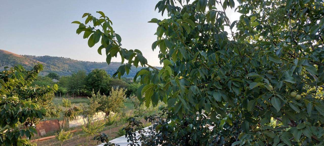 Agropensiunea Olteanu Niculitel Exterior foto